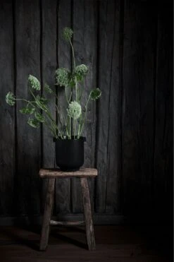 Ernst Blumentopf Mit Ohren H14 Cm, Schwarz 6 Ernst Blumentopf Mit Ohren H14 Cm, Schwarz -Gartenmöbel Geschäft ernst blumentopf mit ohren schwarz 1