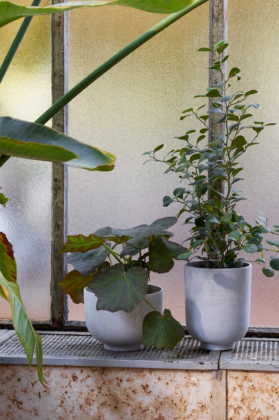 &Tradition Collect SC71 Übertopf Ø24x18 Cm, Ochre 4 &Tradition Collect SC71 Übertopf Ø24x18 Cm, Ochre – Bild 4